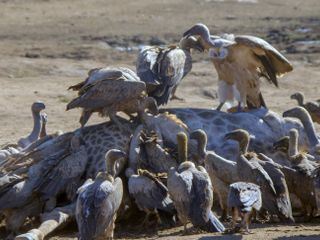 Durch das Jahr in der weltweiten Wildnis