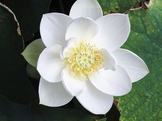 Evolution der Bluetenwelt - Wie Blumen die Erde erobern
