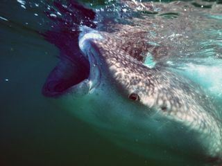 Golf von Kalifornien