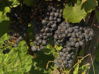 Horizont - Sommergluecksmomente