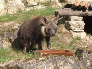 Giraffe, Erdmaennchen & Co.