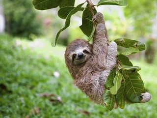 Suedamerikas tierische Freaks