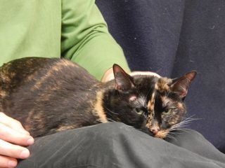 Der Katzenfluesterer