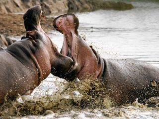 Fight Club der Tiere