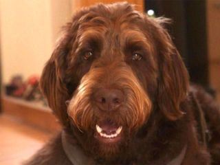 Der Hundeprofi - Ruetters Team