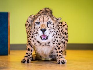 Bronx Zoo - Tierpark der Superlative