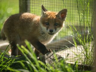 SOS - Wildtiere in Not