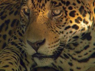 Der Jaguar - Unbekannter Dschungeljaeger