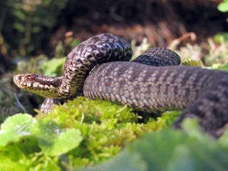 Achtung Kreuzottern!