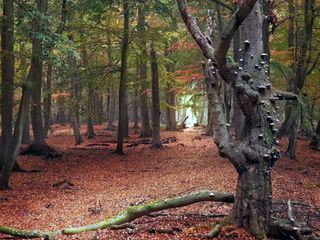 Terra Mater - Unsere Waelder