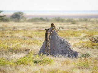 Kalahari: Leben unter der Wueste