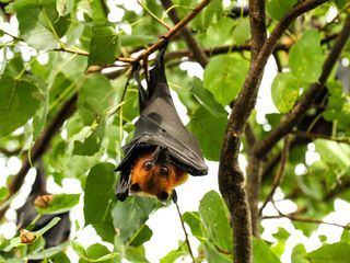 Thailandia selvaggia