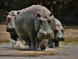 Escobars Erbe, Kolumbiens Kokain-Hippos