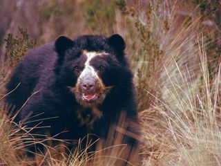 Big Five Suedamerika