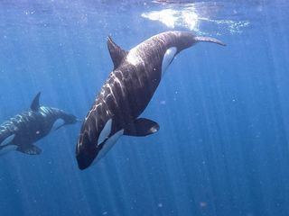 Re: Aufstand der Orcas?