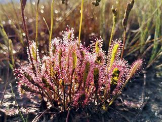 Pia und die wilde Natur