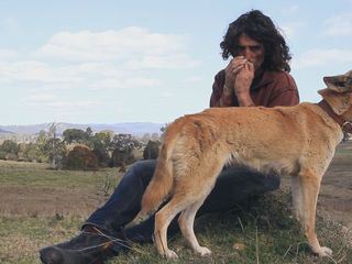 Wildhunde: Jaeger zwischen den Welten