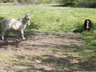 Loewenzaehnchen - Eine Schnueffelnase auf Entdeckungstour