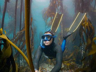 Der Kelpwald - Suedafrikas geheimnisvolle Unterwasserwelt