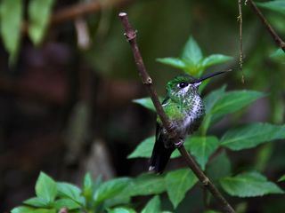 Costa Ricas wilde Tierwelt