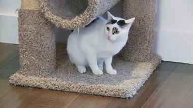 Der Katzenfluesterer Der Katzenfluesterer