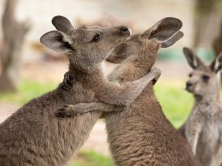 Dodo Heroes - Aus Liebe zu Tieren