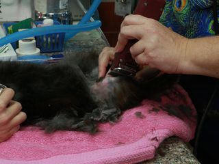 Dr. Ks tierische Notaufnahme