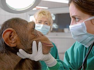 Zoo doctor