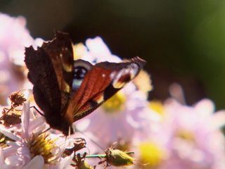 Das Ende der Insekten?