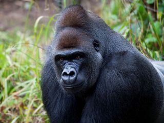 Helden der Evolution