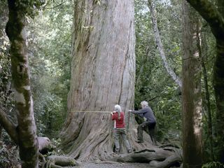 Neuseeland - Wald der Riesen