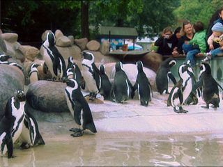 Eisbaer, Affe & Co.