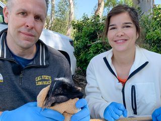 Anna und die wilden Tiere