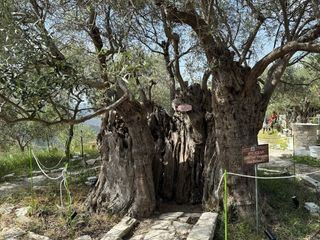 Zypern - Garten im Mittelmeer