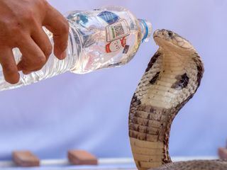 Auf Schlangenjagd in Bangkok