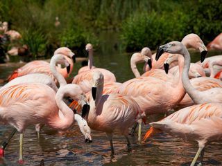 David Attenboroughs Wunder der Natur