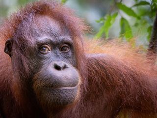 Orang-Utans - Die unbekannten Menschenaffen