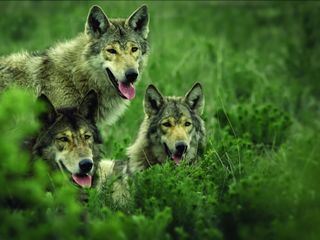 Der erste Freund des Menschen