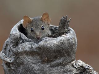 Mini Monster - Australiens flauschige Raeuber Mini Monster - Australiens flauschige Raeuber