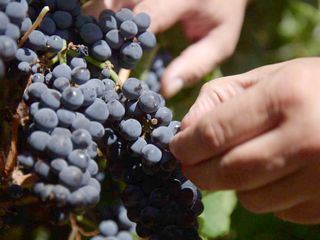 Die wunderbare Welt der Weine