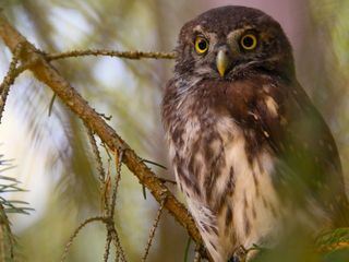 Expeditionen ins Tierreich