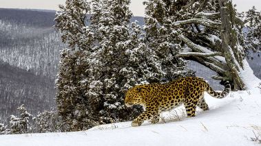 Vaerldens natur: Frozen planet