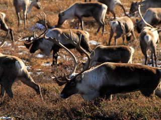 Norwegens Wildnis: Dem Winter entgegen