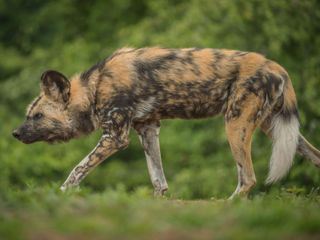 Zoo und so - Tierisch wild!