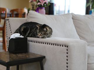 Der Katzenfluesterer