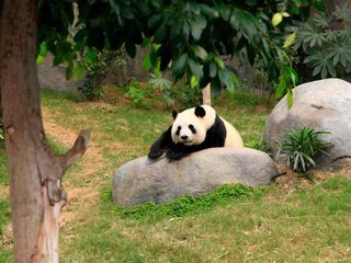 Giraffe, Erdmaennchen & Co.