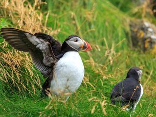 Tierische Superbauten