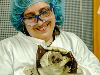 Die Superkraefte der Tiere
