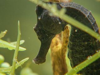 Elefant, Tiger & Co.