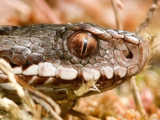 Im Reich von Kreuzotter & Co - Österreichs Schlangen hautnah